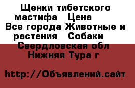 Щенки тибетского мастифа › Цена ­ 80 - Все города Животные и растения » Собаки   . Свердловская обл.,Нижняя Тура г.